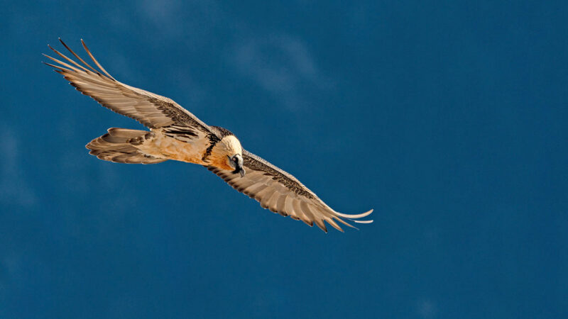 Bartgeier im Flug Kreta