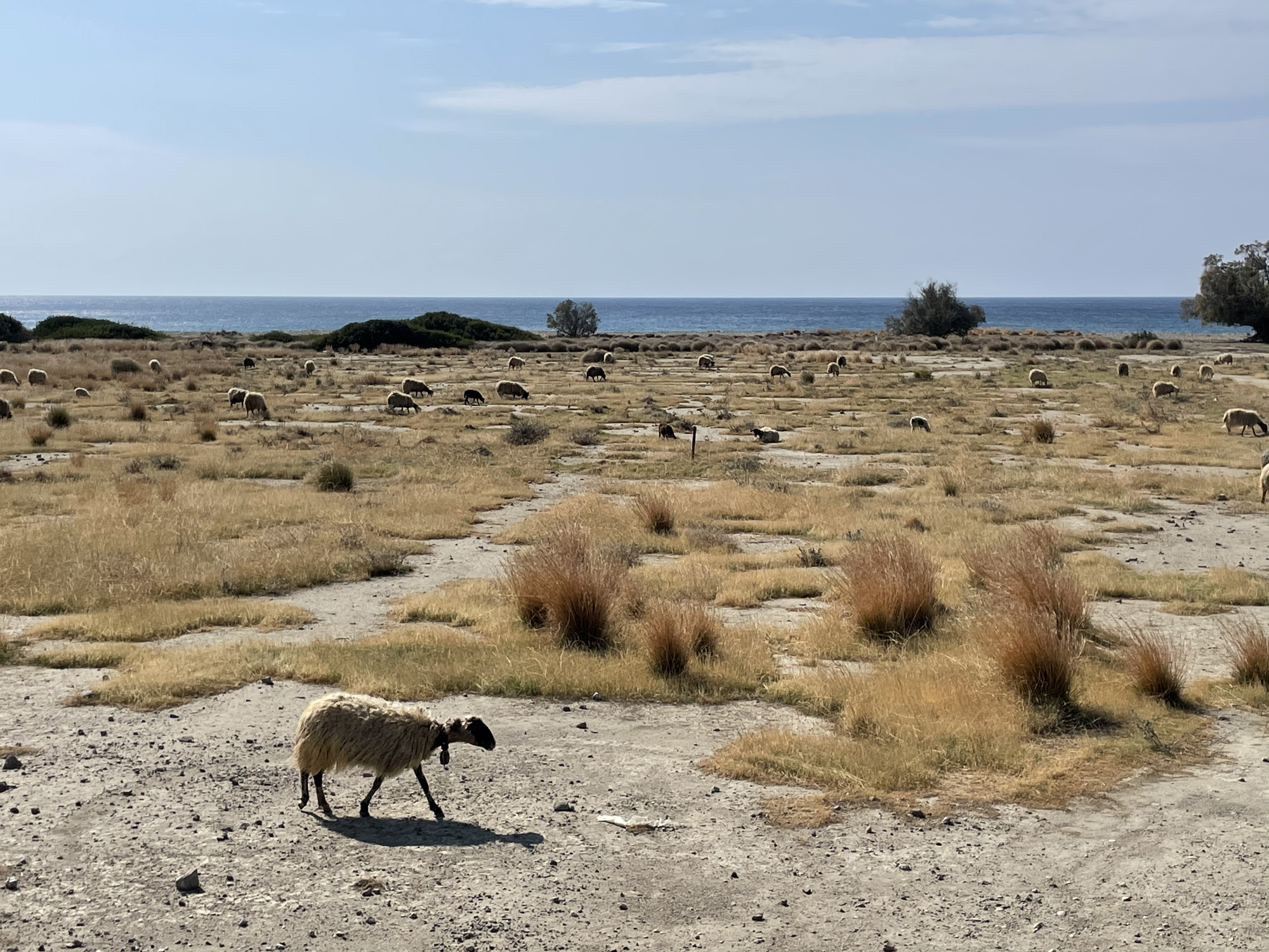 Schafe auf trockener Weide am Meer / Wasserknappheit Kreta