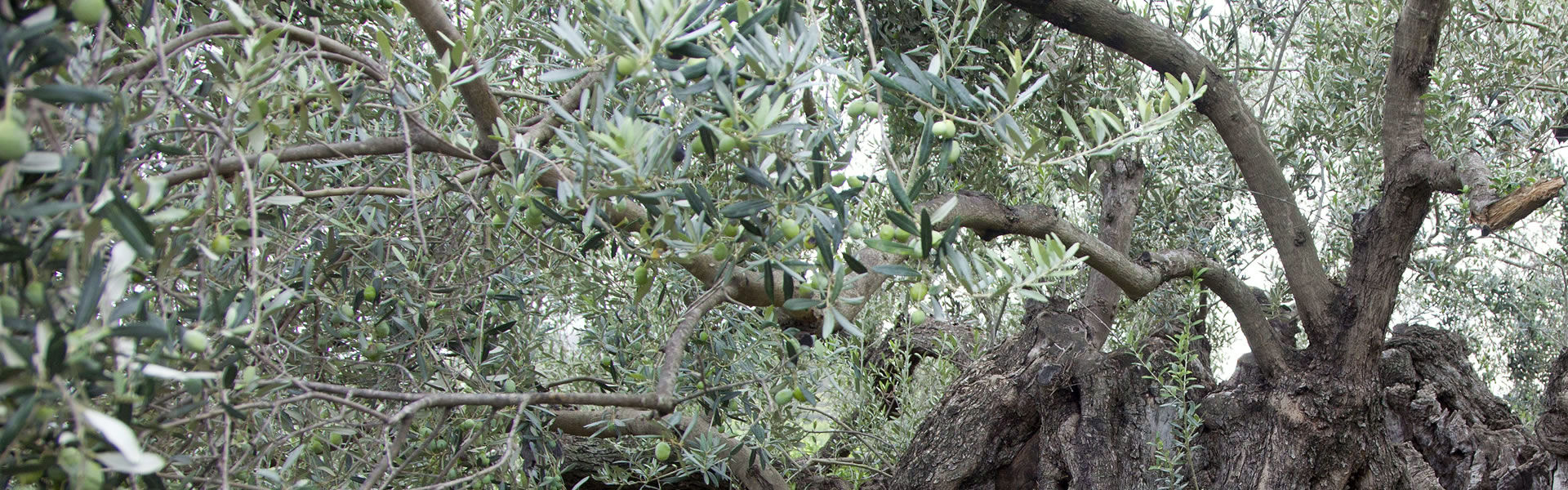 Olivenbaum mit reifen Oliven als Grundlage für griechisches Olivenöl