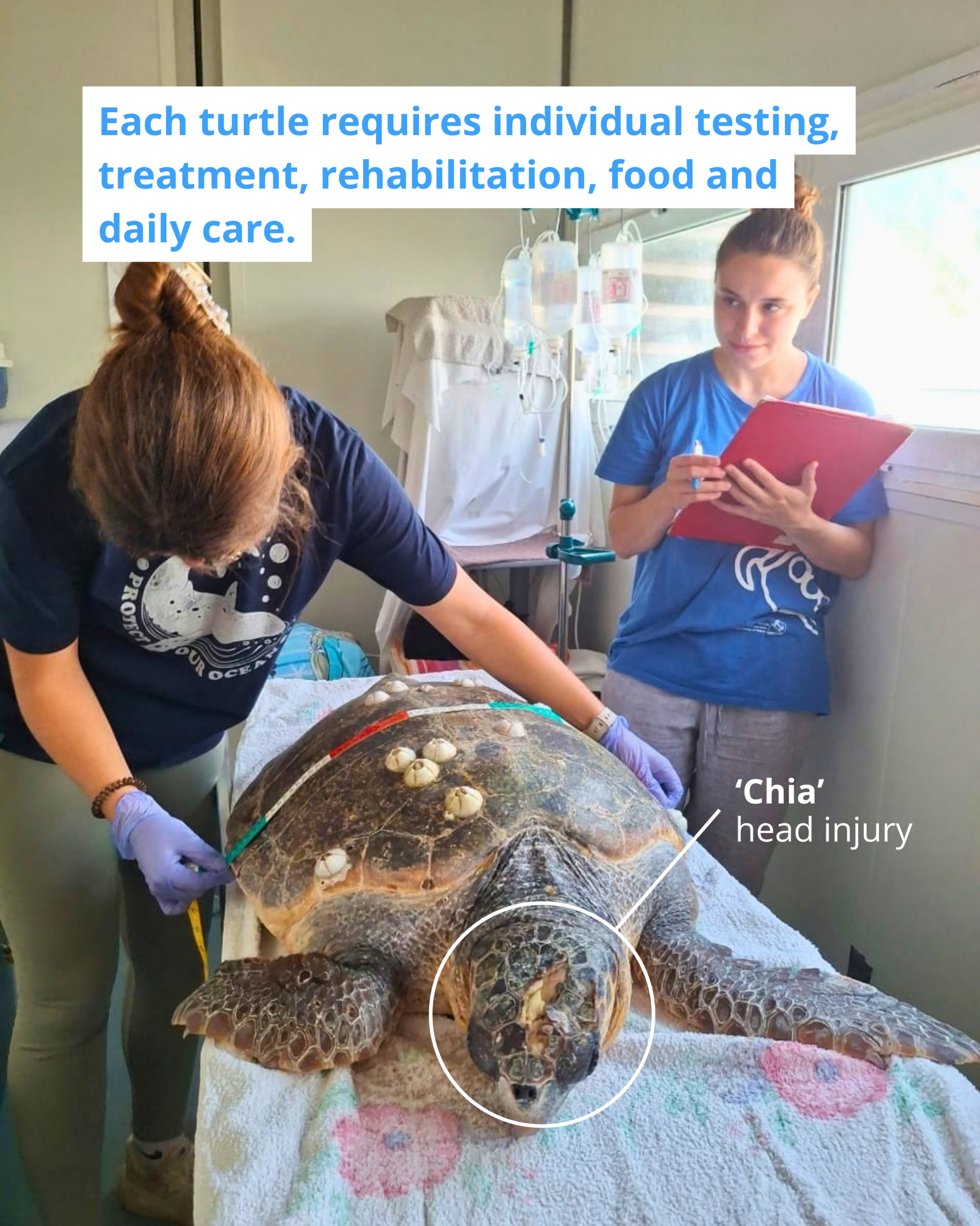 Das ARCHELON-Team vermisst den Panzer der Meeresschildkröte Chia, die eine Kopfverletzung hat.