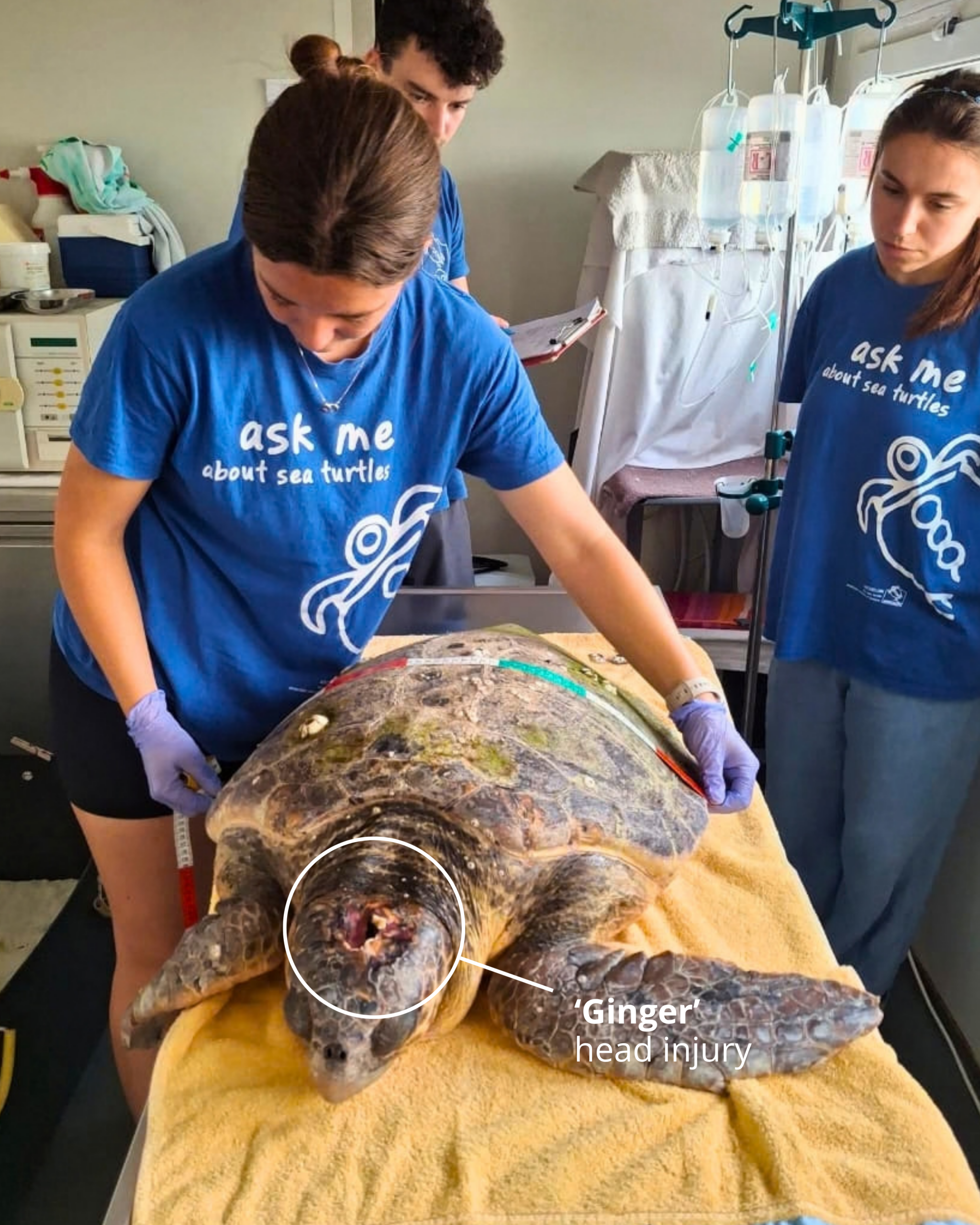 Eine Mitarbeiterin vermisst die Meeresschildkröte Ginger mit Kopfverletzung im ARCHELON-Rettungszentrum.