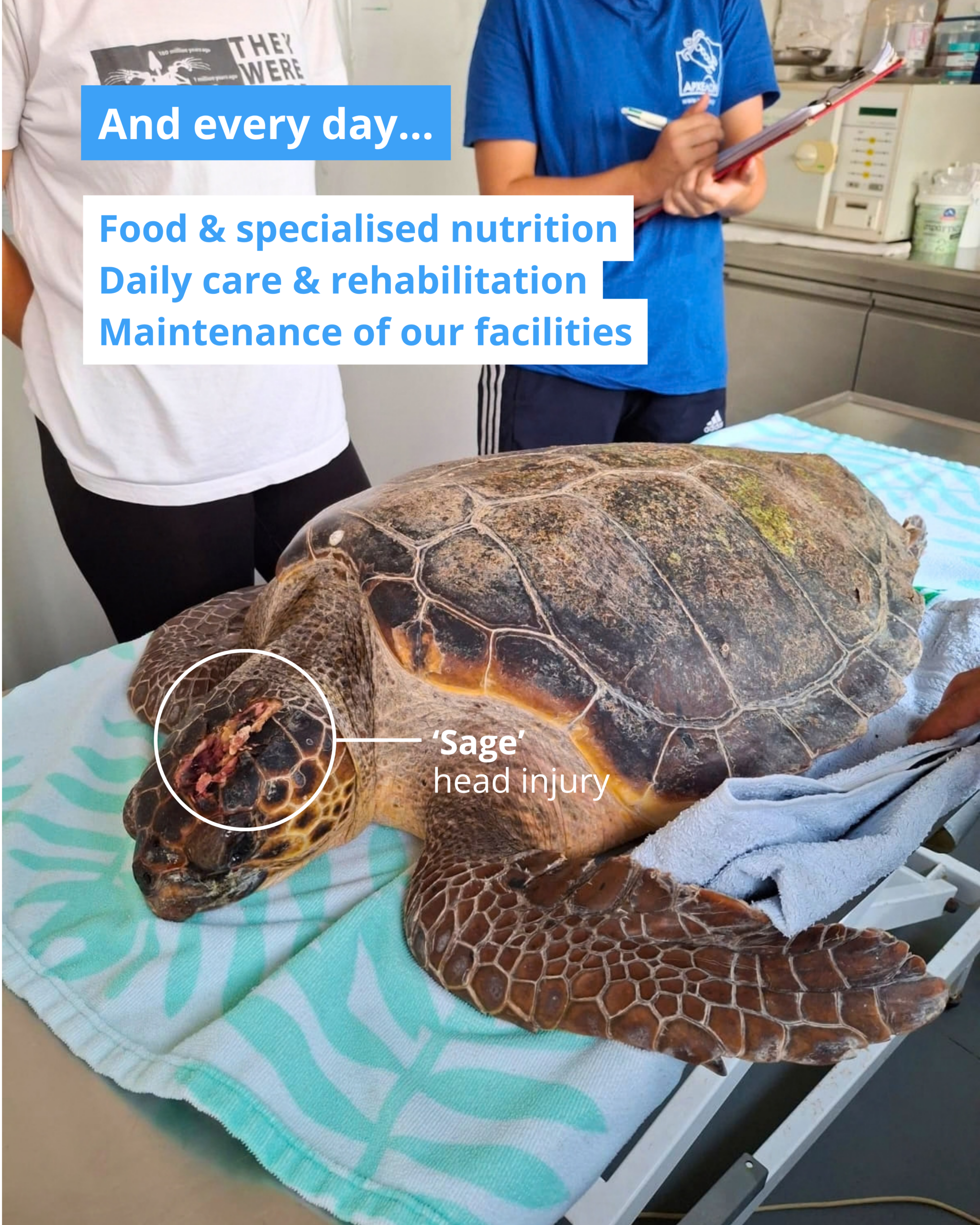 Meeresschildkröte Sage mit Kopfverletzung auf einem gepolsterten Behandlungstisch bei ARCHELON.