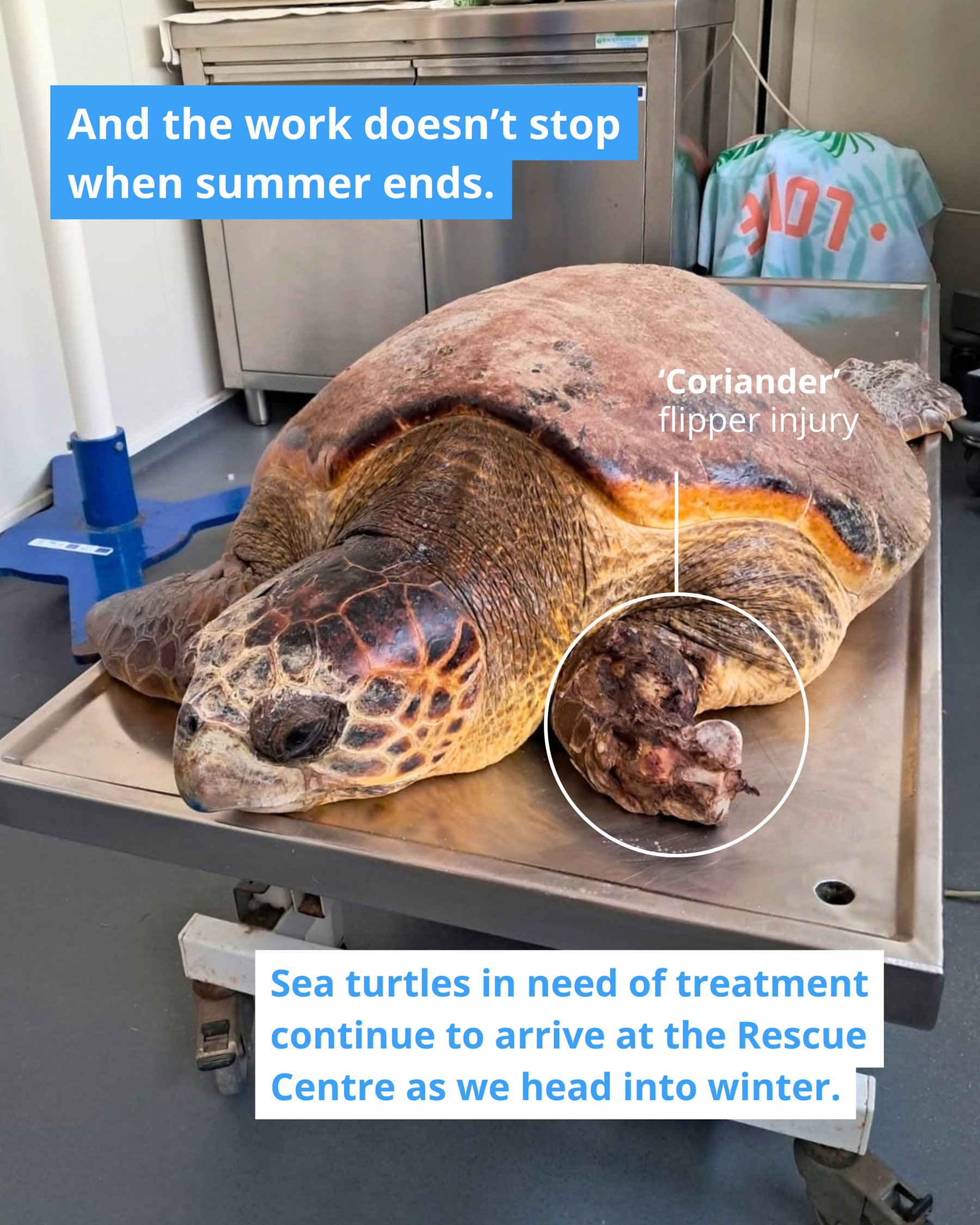 Sea turtle Coriander with an injured front flipper on an examination table at ARCHELON.