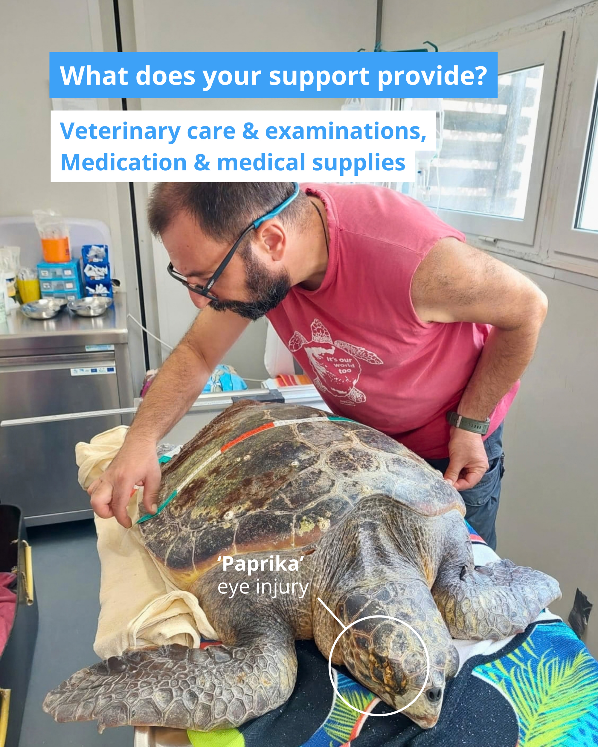 An ARCHELON team member measuring Paprika, a sea turtle with an eye injury.